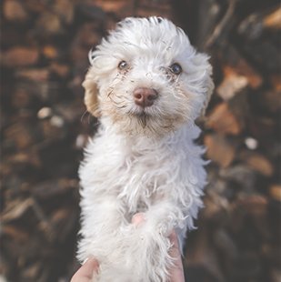 puupy1