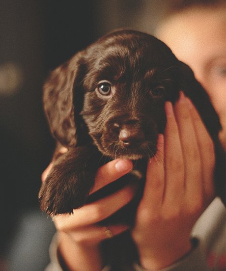 puppy3